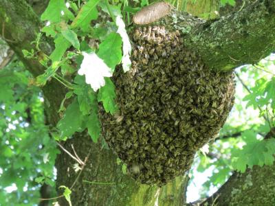 photo of a bee swarm on a tree
