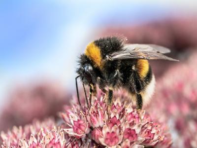 photo of a bumblebee