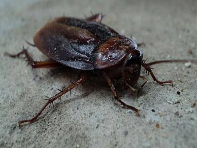 photo of a cockroach