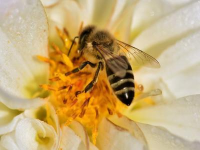 photo of a honeybee