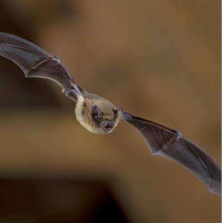 Bat 