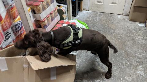 Sniffer dog on the hunt for illegal cigarettes