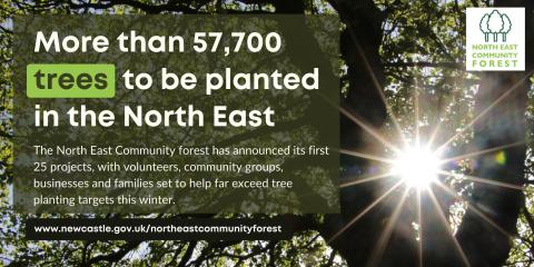 Sunshine through a tree canopy. Headline: More than 57,700 trees to be panted in the North East