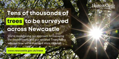 Sunlight through a tree's leaves - Headline: Tens of thousands of trees to be surveyed across Newcastle