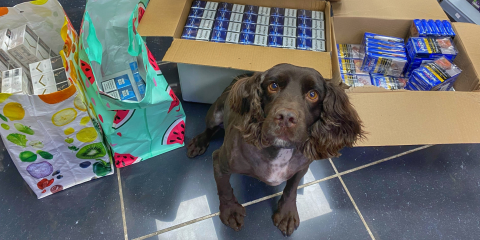 Sniffer dog Yoyo with some of the suspected illegal cigarettes