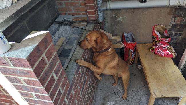 Cooper the sniffer dog finding illegal cigarettes inside a brick barbecue