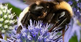 A bumblebee on a purple flower