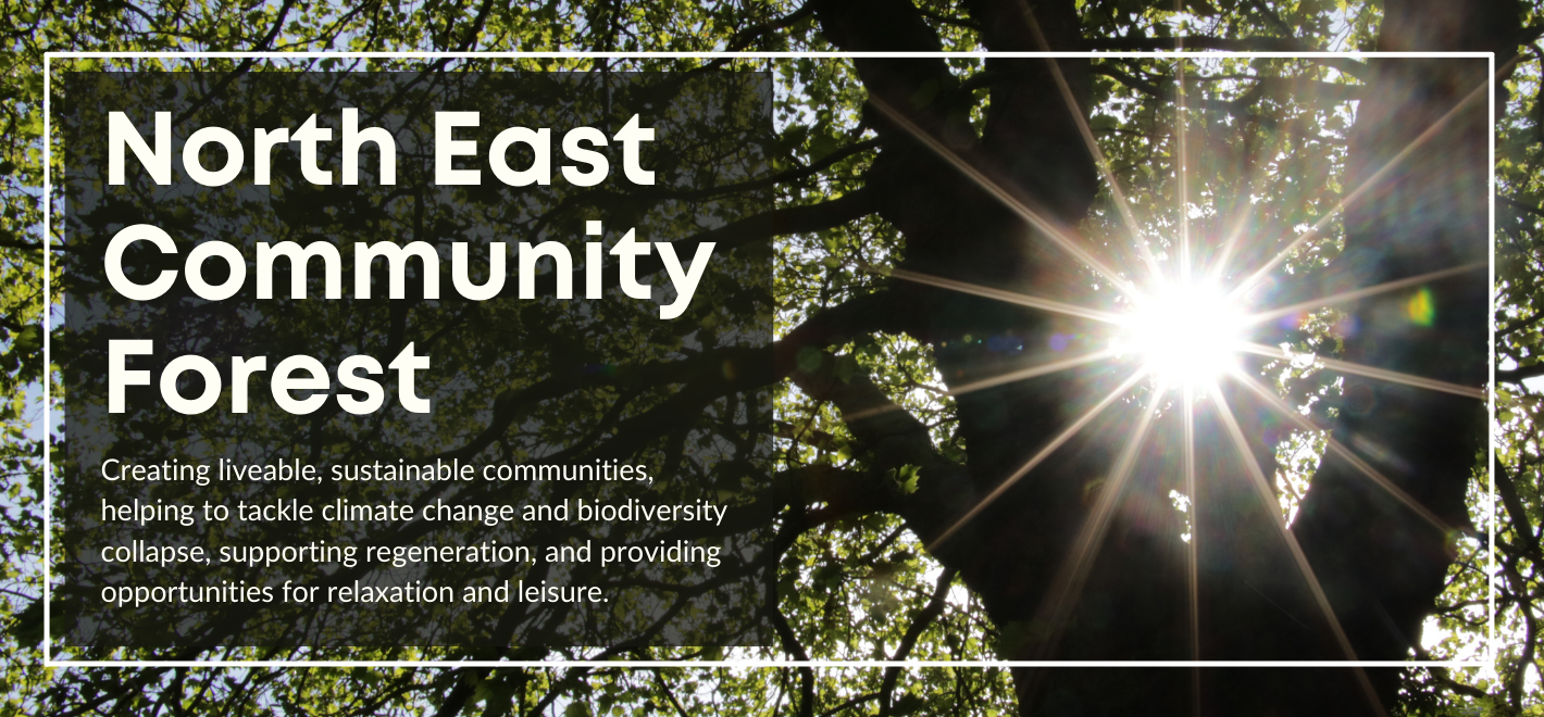 Sunlight shining through a green, leafy tree. A dark green box on the left of the image contains the text: North East Community Forest